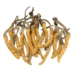 Caterpillar fungus کیڑا جڑی،فنگس,کورڈی سیپس