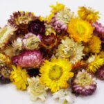 Dandelions (Taraxacum officinale) گل قاصدی