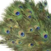 Peacock Feather مور پر