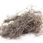 Gorakh paan(heliotropium strigosu)گورکھ پان