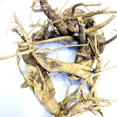 Dandelion Root (ڈینڈیلین جڑ)جڑقاصدی
