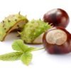 Horse Chestnut (Aesculus Hippocastanum/Band Khoor) بندکھوڑ